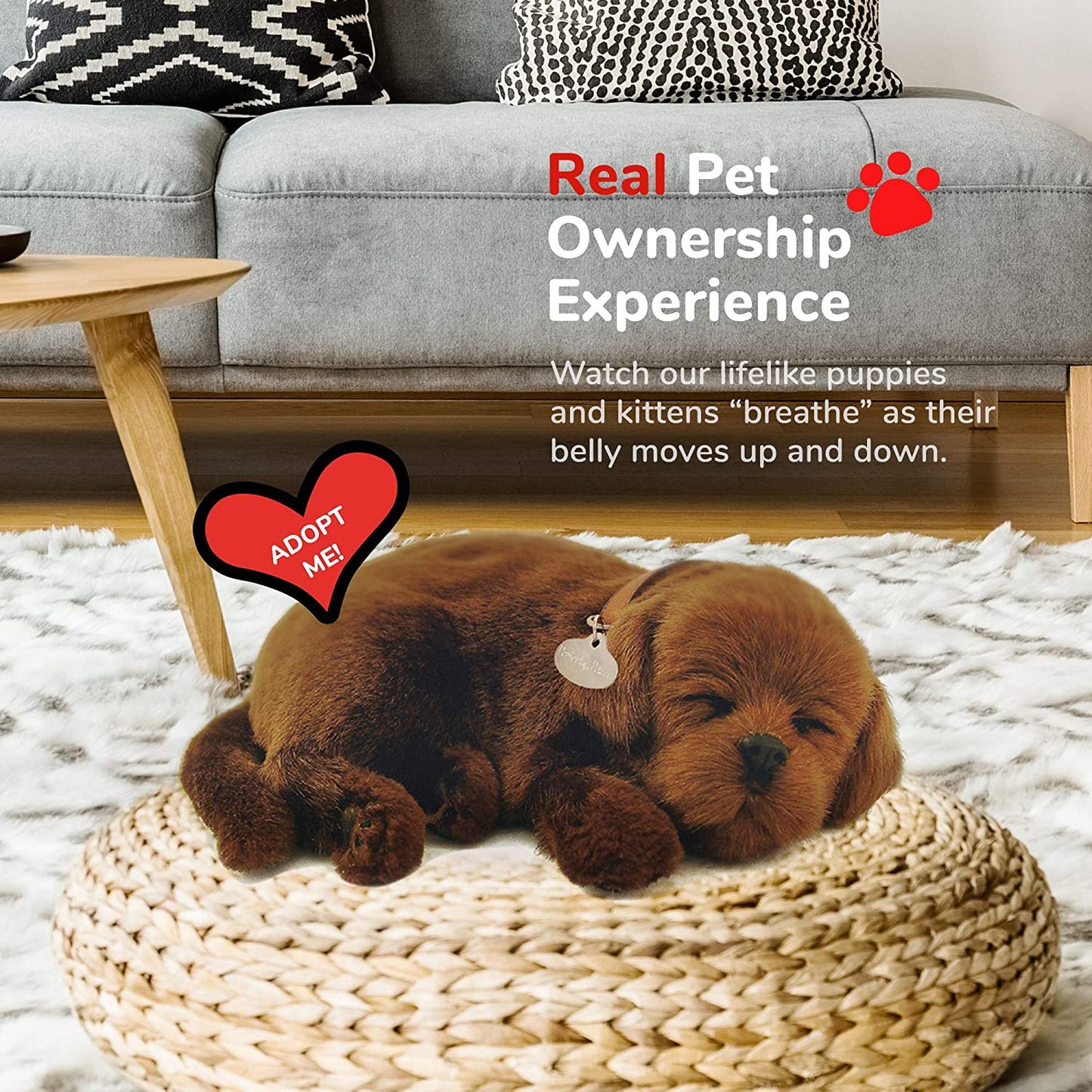 Perfect Petzzz Chocolate Lab