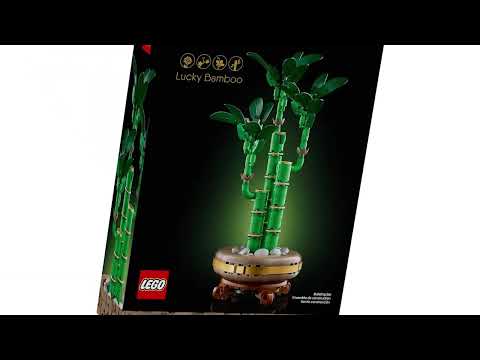 Lucky Bamboo