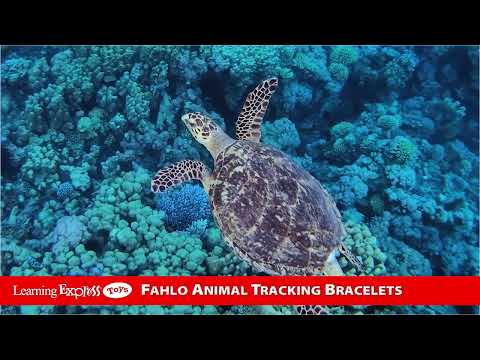 White Howlite Turtle Stc