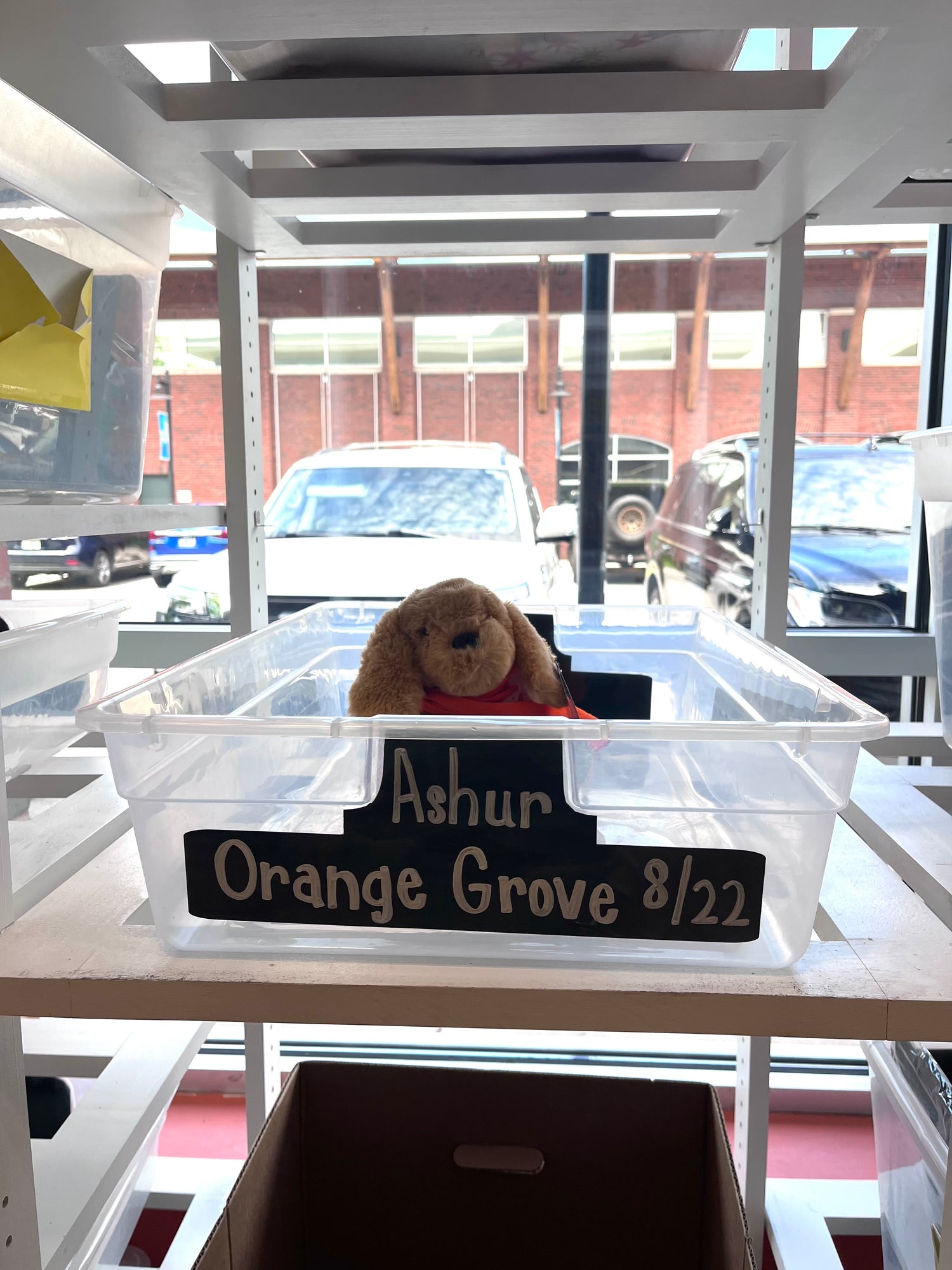 Ashur's Birthday Wishlist (Orange Grove)