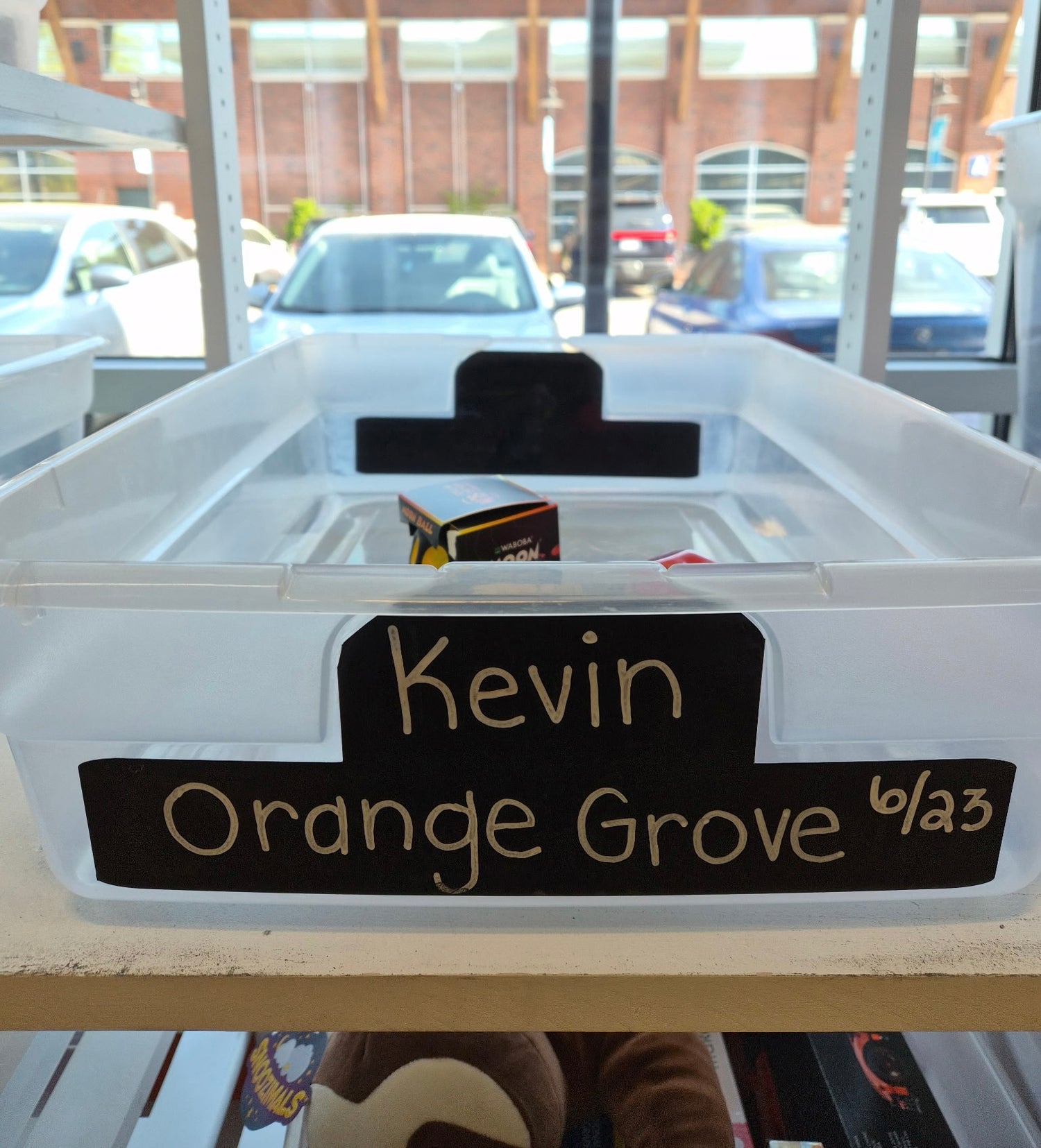 Kevin's Birthday Wishlist (Orange Grove)