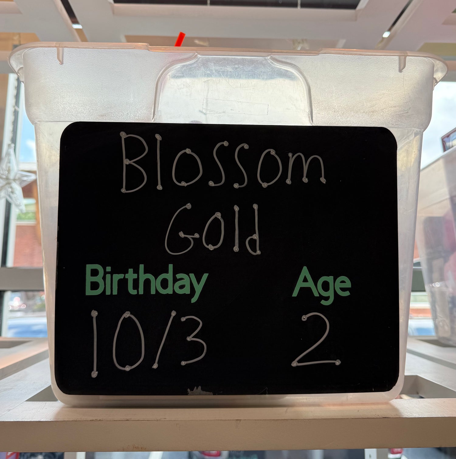 BLOSSOM GOLD BIRTHDAY WISHLIST