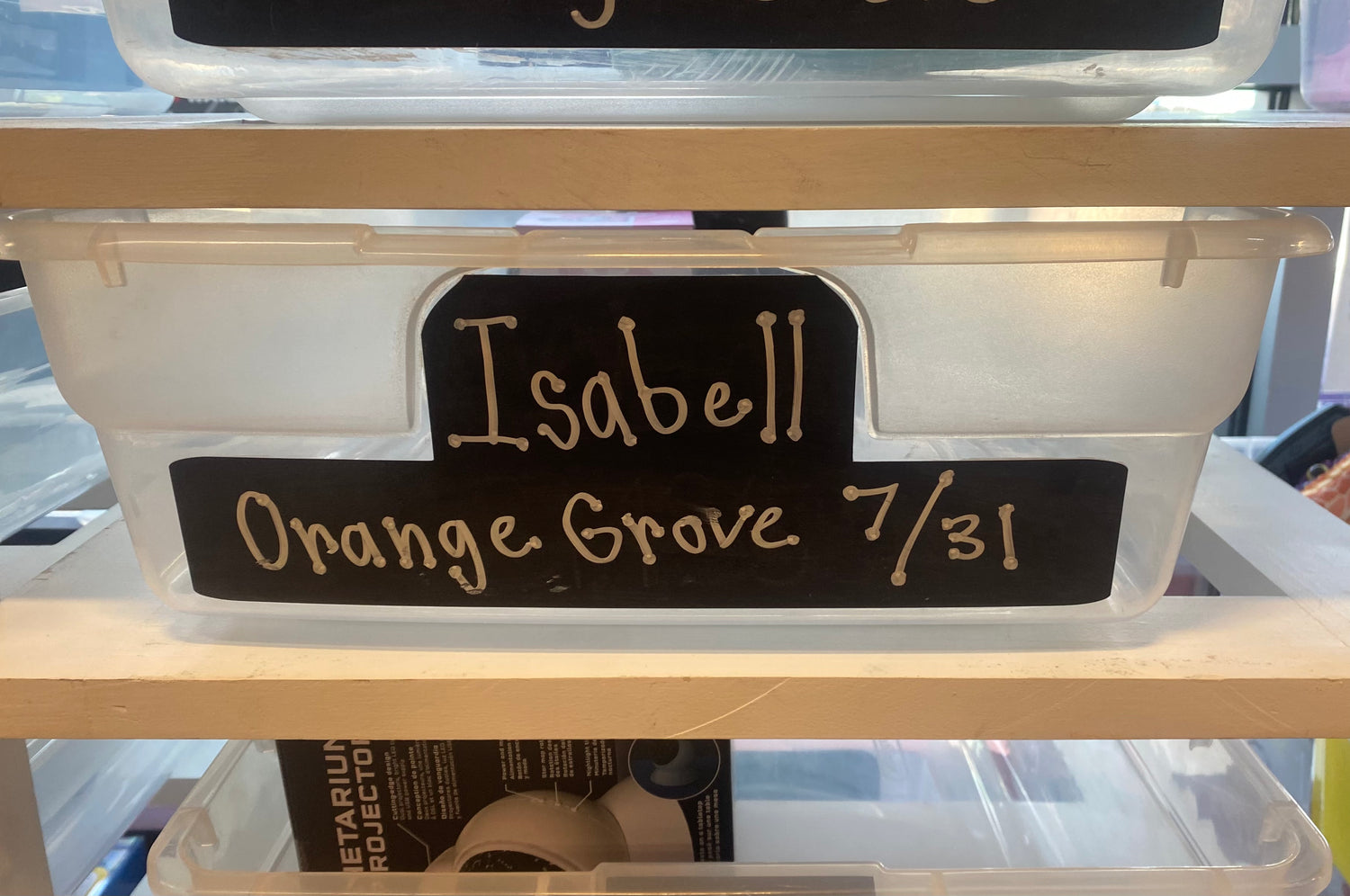 Isabell's Birthday Wishlist (Orange Grove)