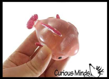 Blob Fish in Clear Box