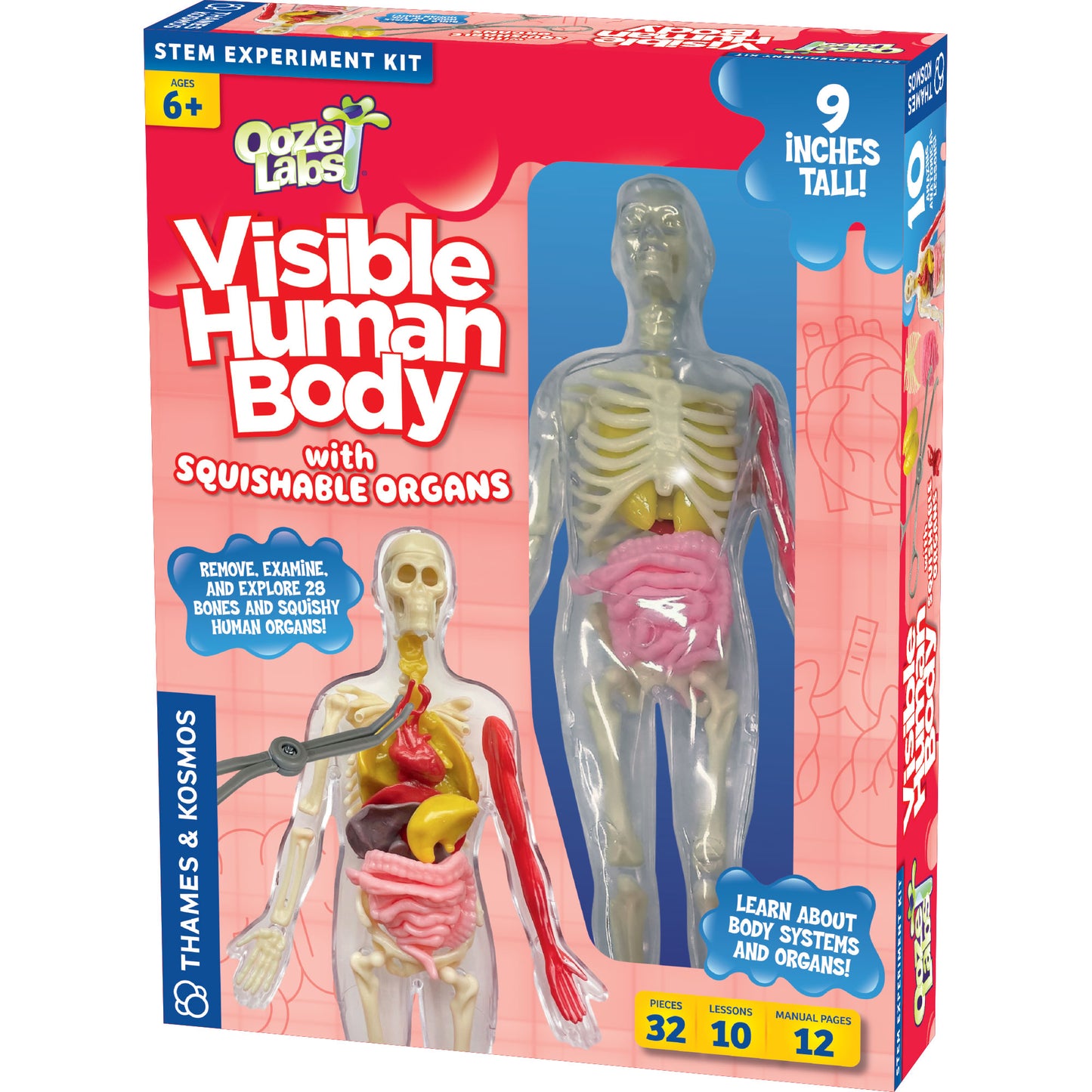 Visible Human Body with Squishable Organs (Ooze Labs)