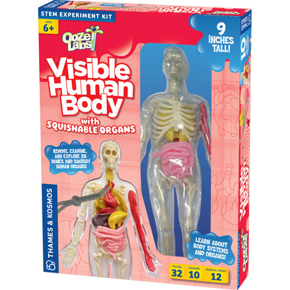Visible Human Body with Squishable Organs (Ooze Labs)