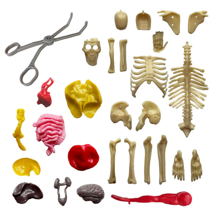 Visible Human Body with Squishable Organs (Ooze Labs)