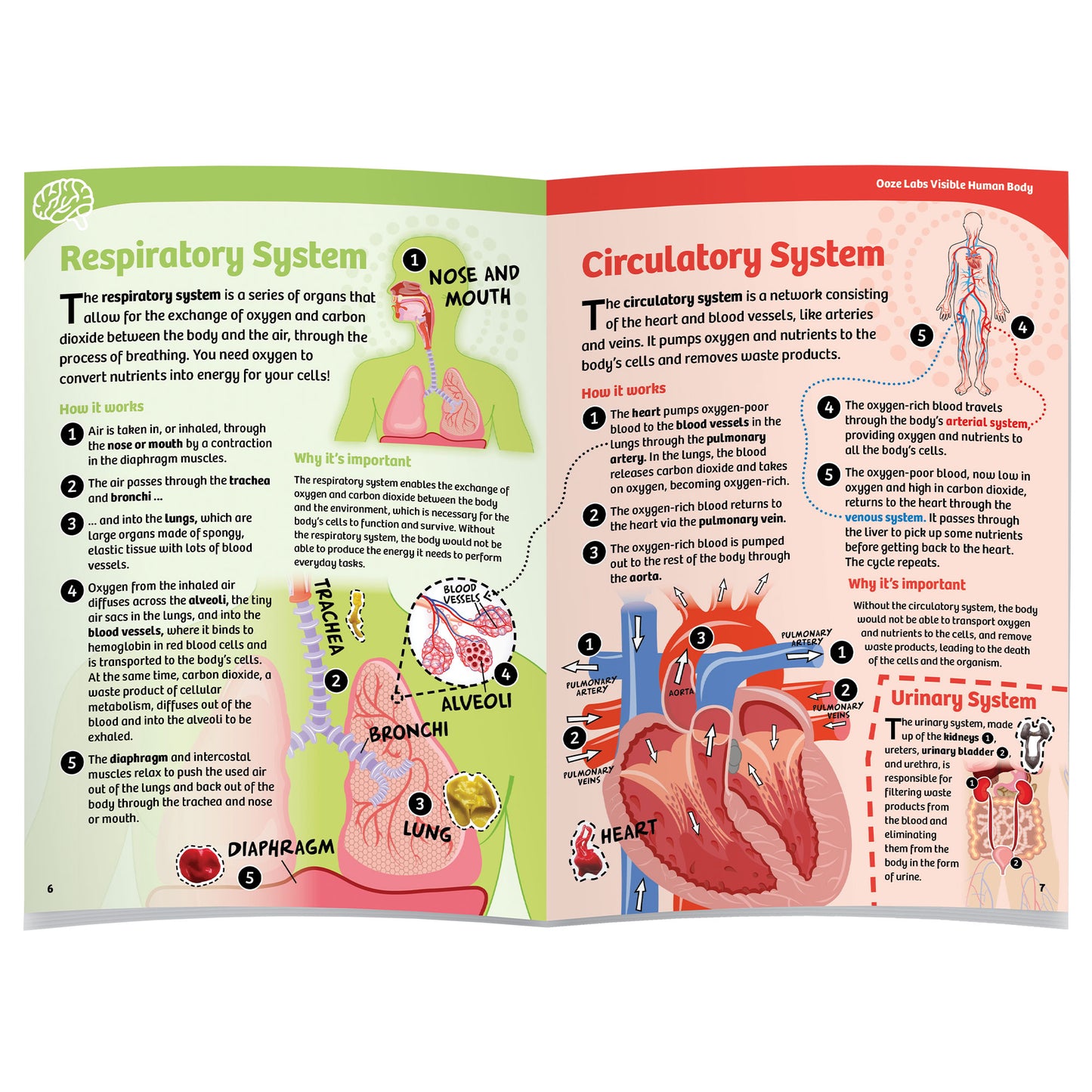 Visible Human Body with Squishable Organs (Ooze Labs)