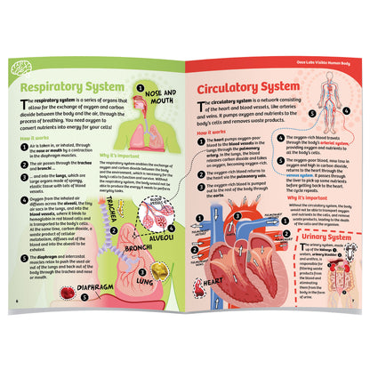 Visible Human Body with Squishable Organs (Ooze Labs)