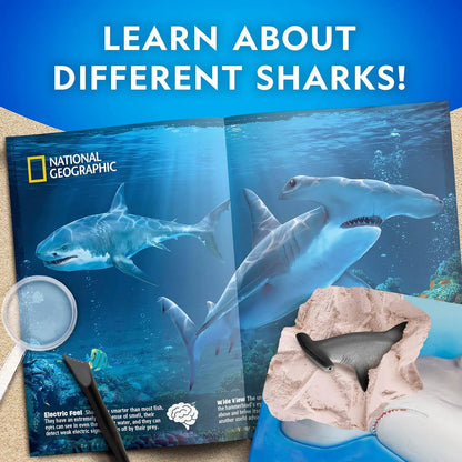 Hammerhead Shark Dig Kit