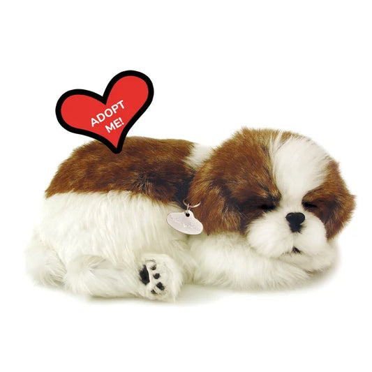 Shih Tzu - Perfect Petzzz