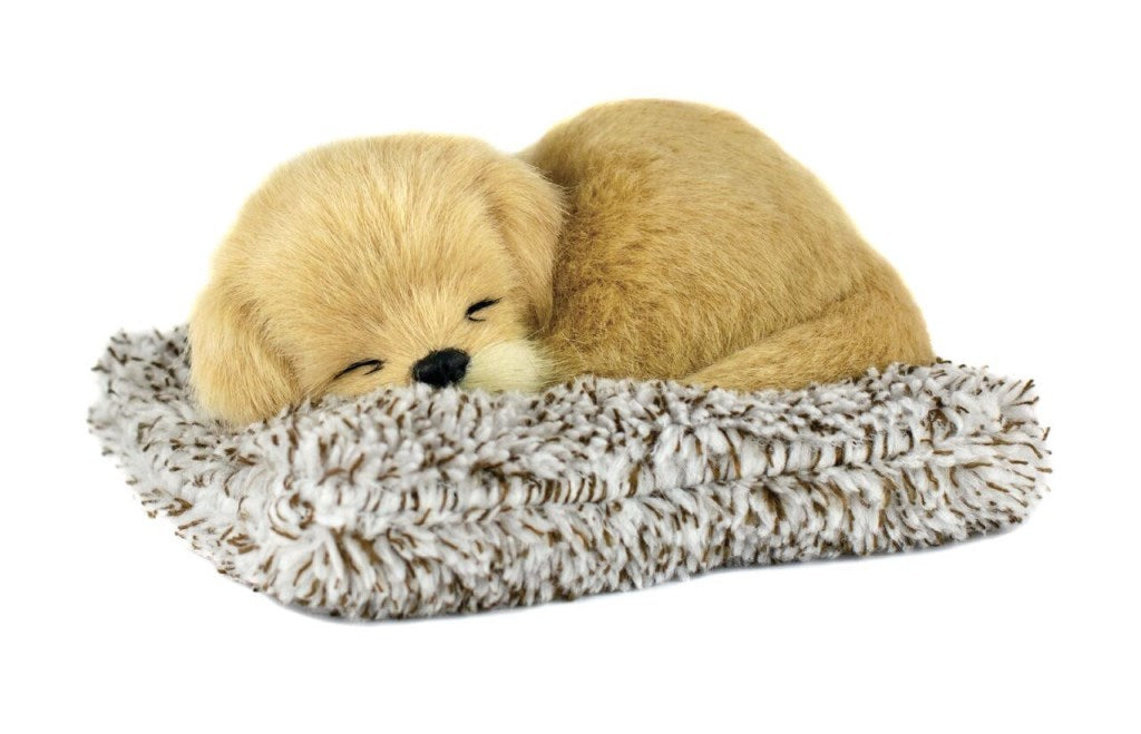 Pp Mini Golden Retriever