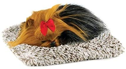 Pp Mini Yorkie