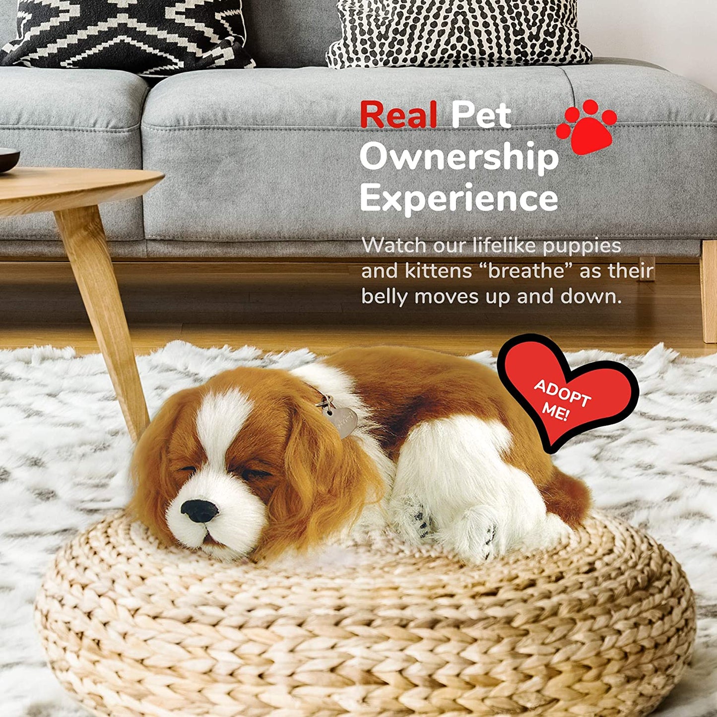 Perfect Petzzz Cavalier King Charles