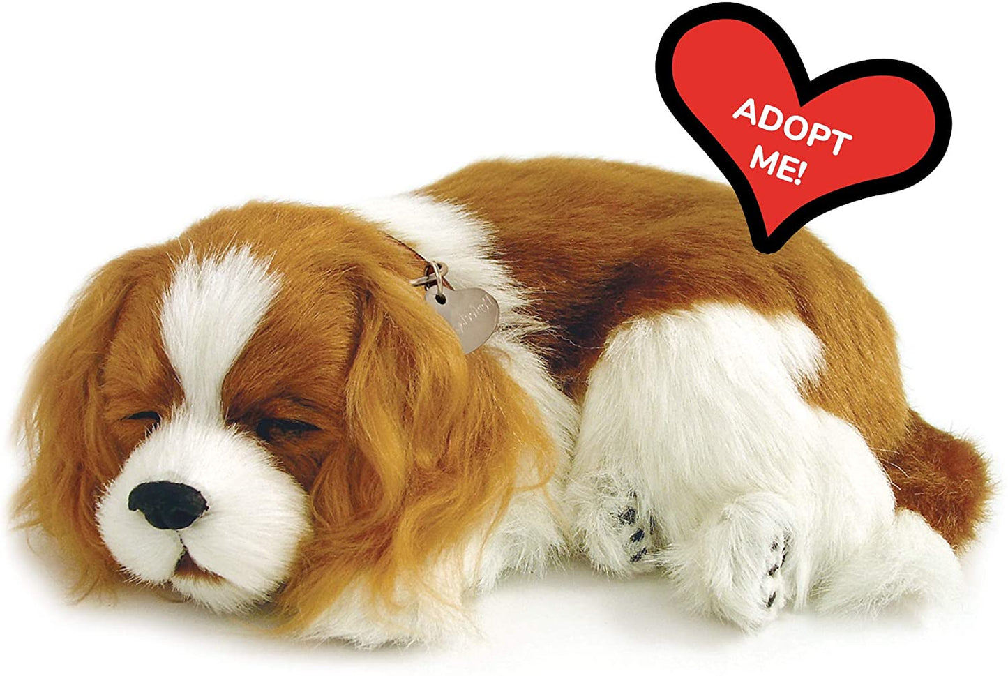 Perfect Petzzz Cavalier King Charles