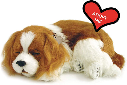 Perfect Petzzz Cavalier King Charles