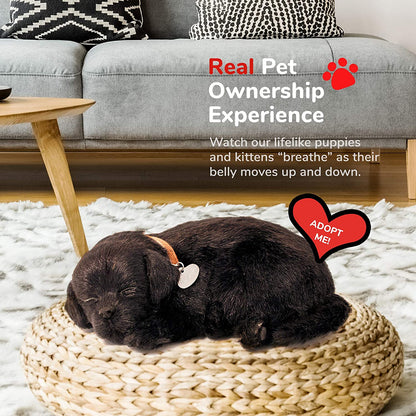 Perfect Petzzz Black Lab