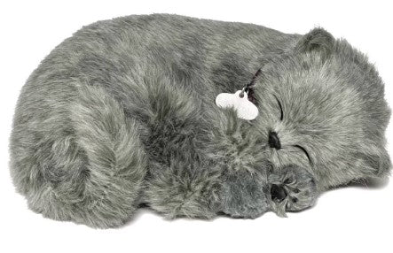 Gray Shorthair Cat - Perfect Petzzz