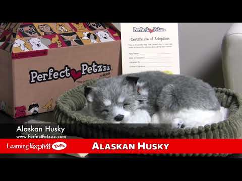 Pp Alaskan Huskey Plush