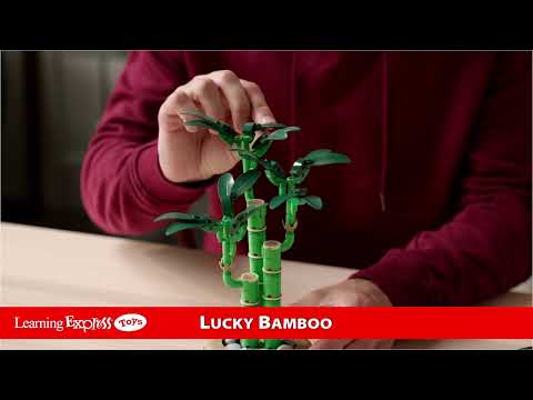 Lucky Bamboo