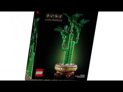 Lucky Bamboo