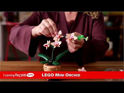 Mini Orchid