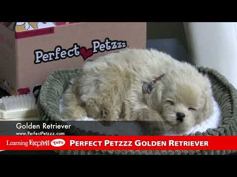 Pp Mini Golden Retriever