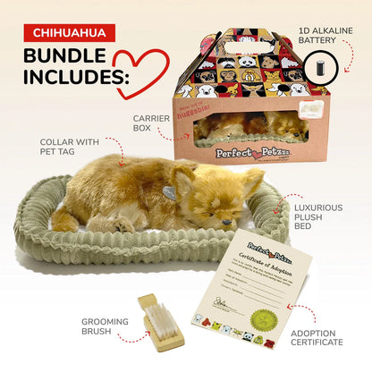Perfect Petzzz Chihuaua